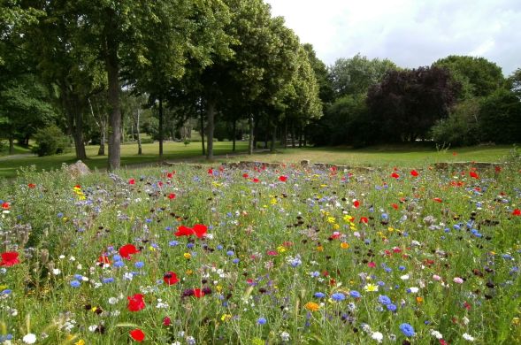 Blomstereng.jpg